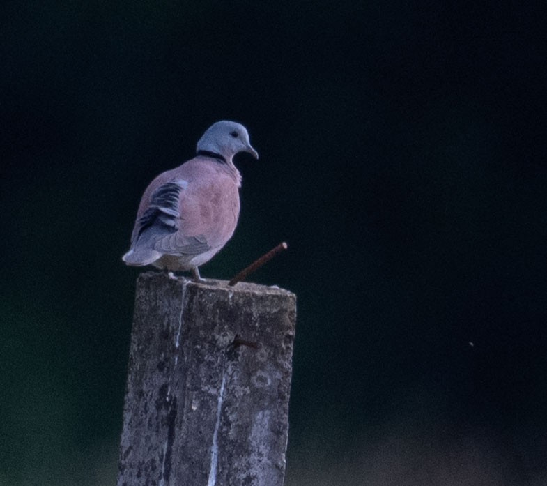 Red Collared-Dove - ML639530047