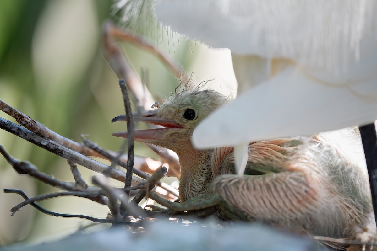 Snowy Egret - ML639530048