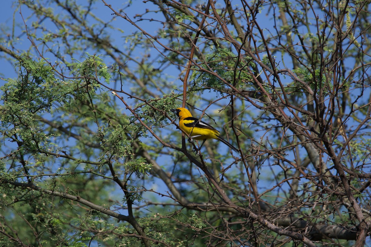 White-edged Oriole - ML639530052