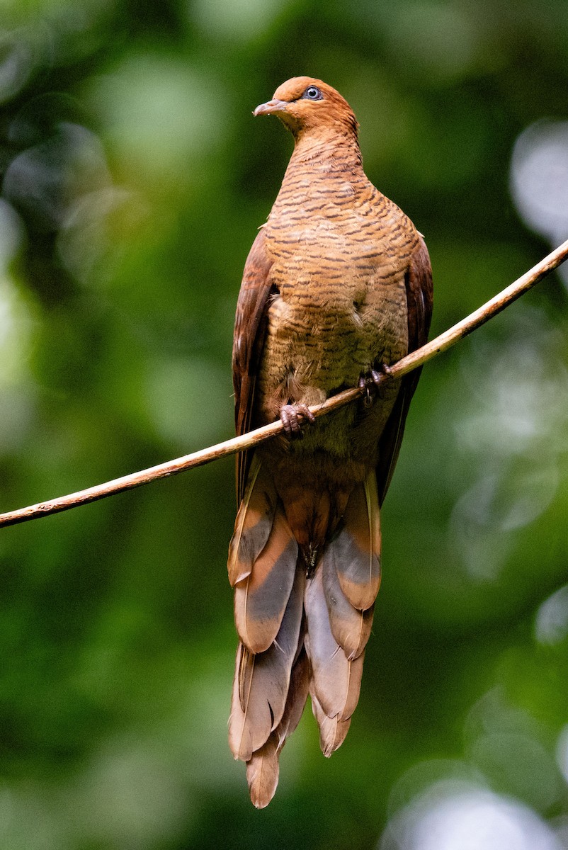 Andaman Cuckoo-Dove - ML639530055