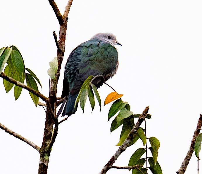 Green Imperial-Pigeon - ML639530076