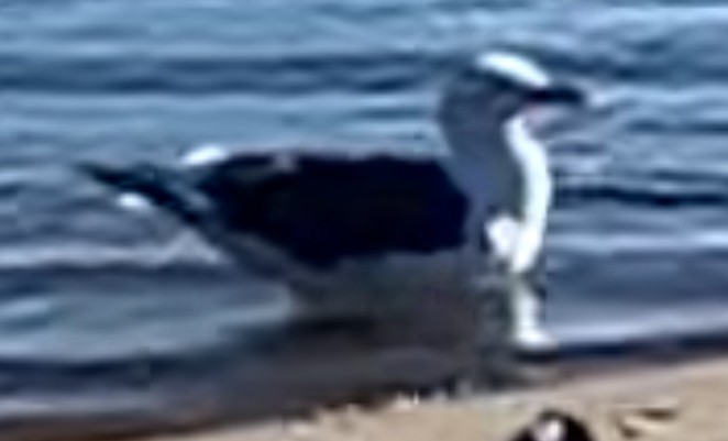 Gaviota Occidental - ML639530082