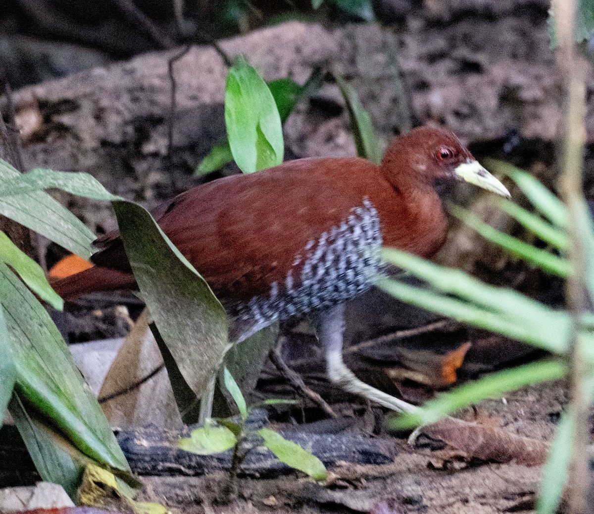 Andaman Crake - ML639530083