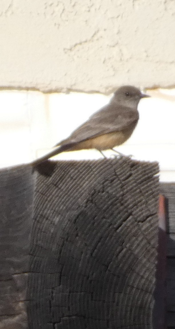 チャイロツキヒメハエトリ - ML639530099