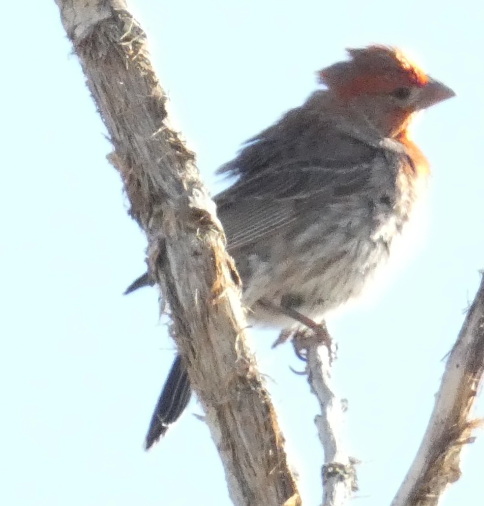 メキシコマシコ - ML639530111