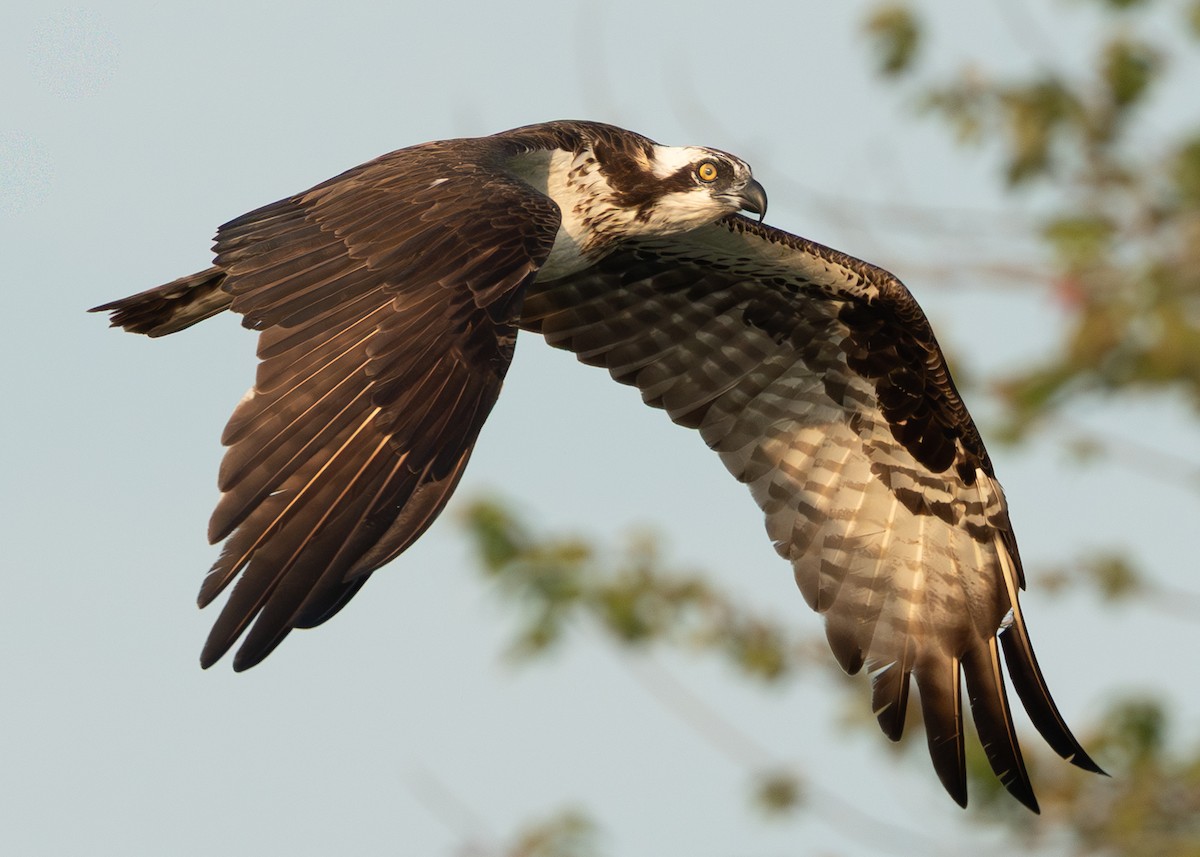 Osprey - ML639530130