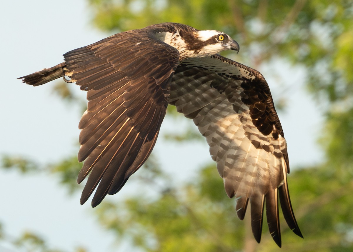 Osprey - ML639530137