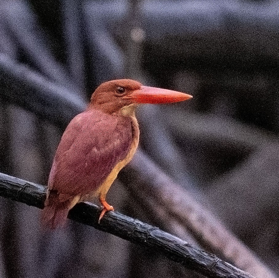 Ruddy Kingfisher - ML639530138