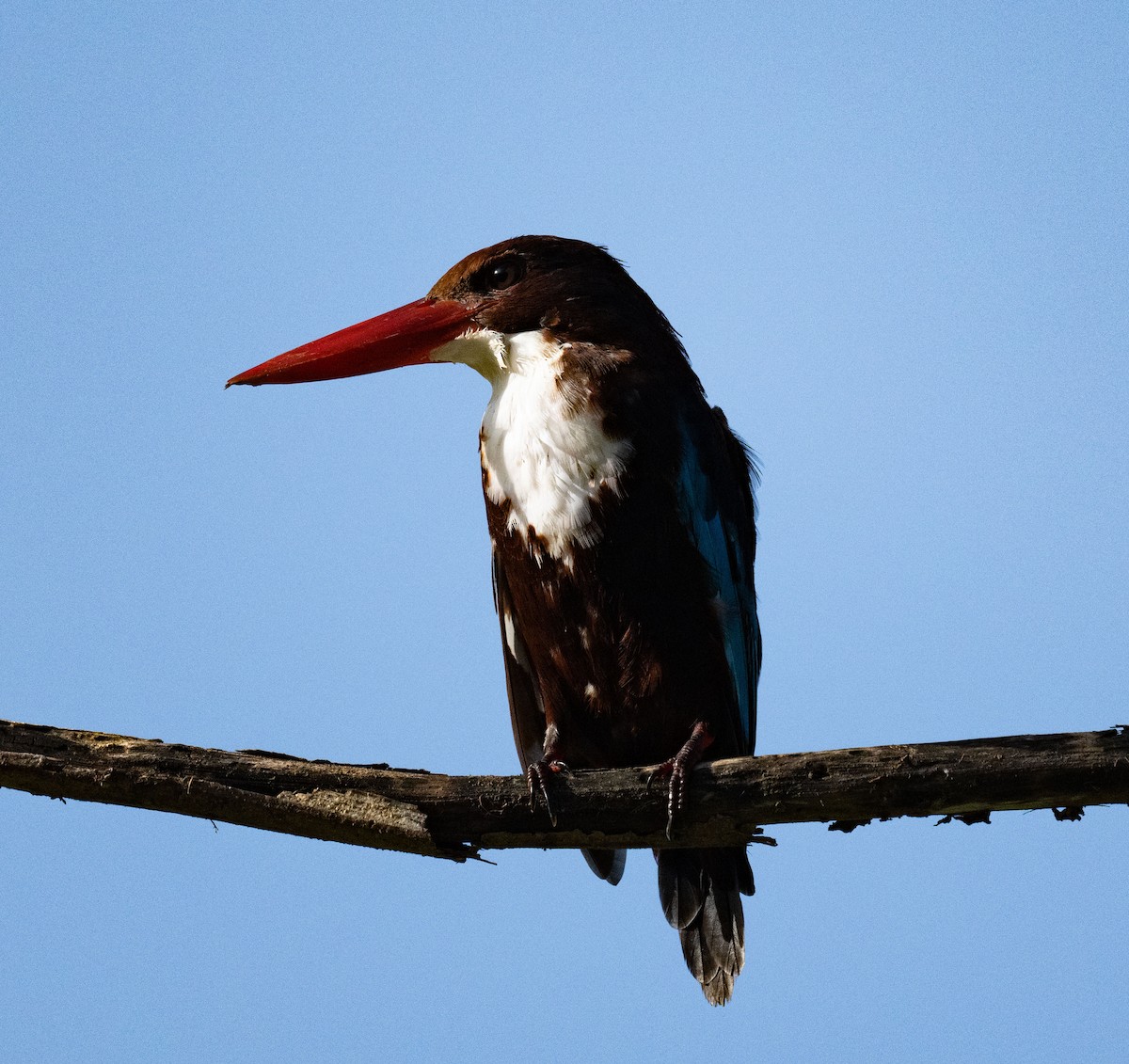 White-throated Kingfisher - ML639530168