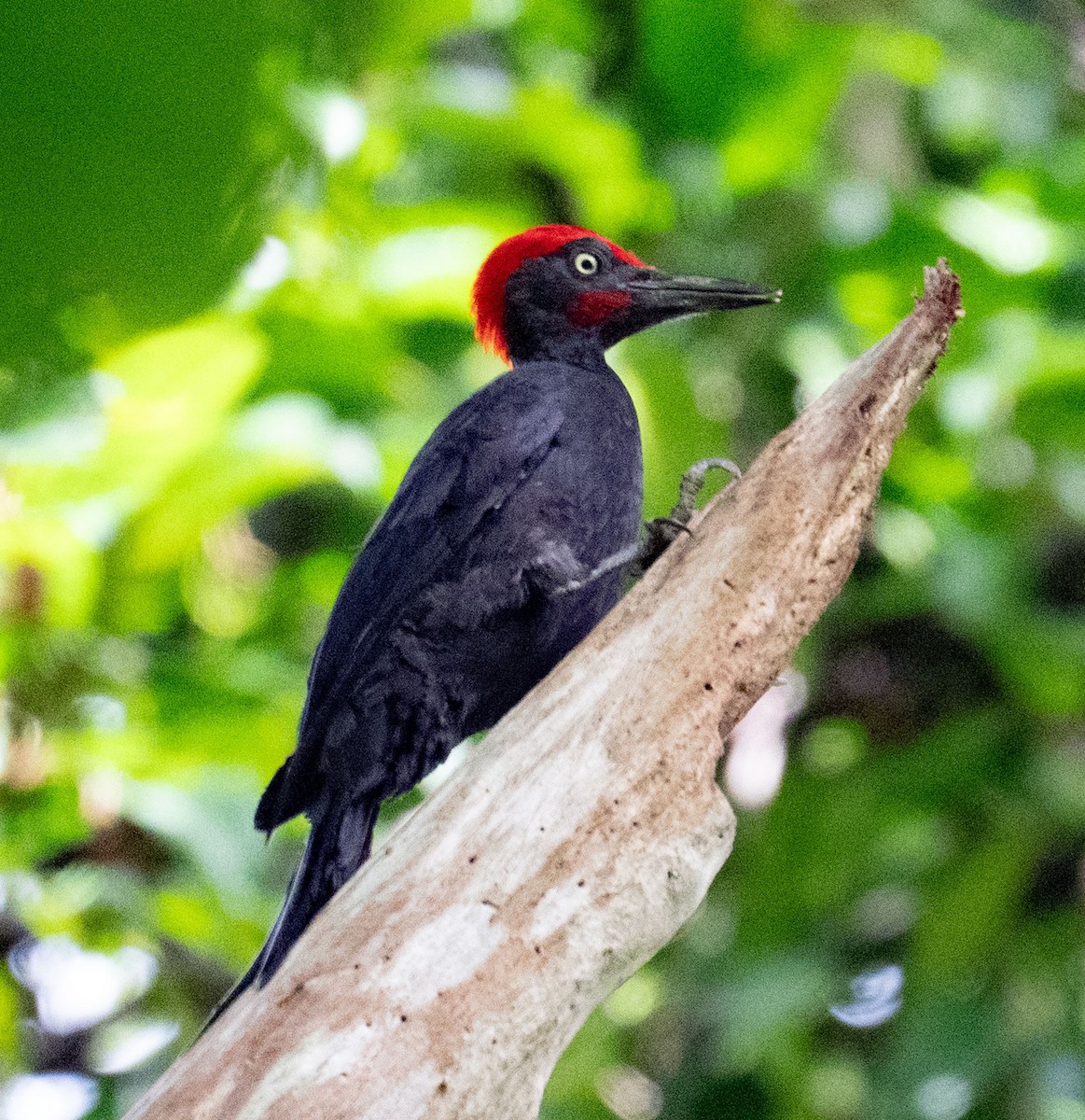 Andaman Woodpecker - ML639530185