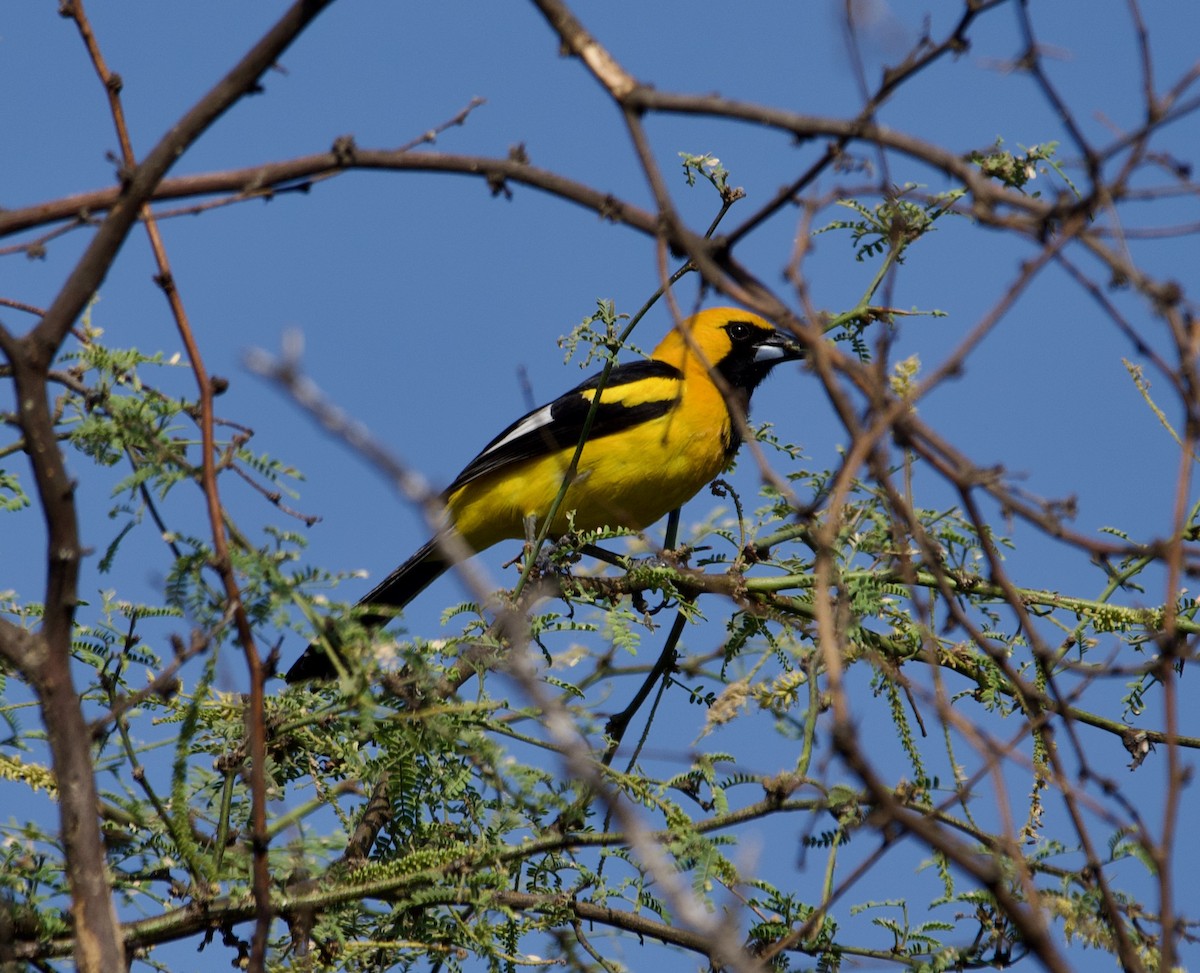 White-edged Oriole - ML639530194