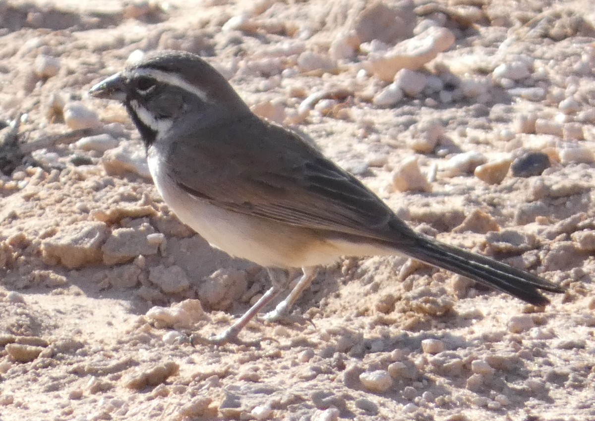 ノドグロヒメドリ - ML639530198