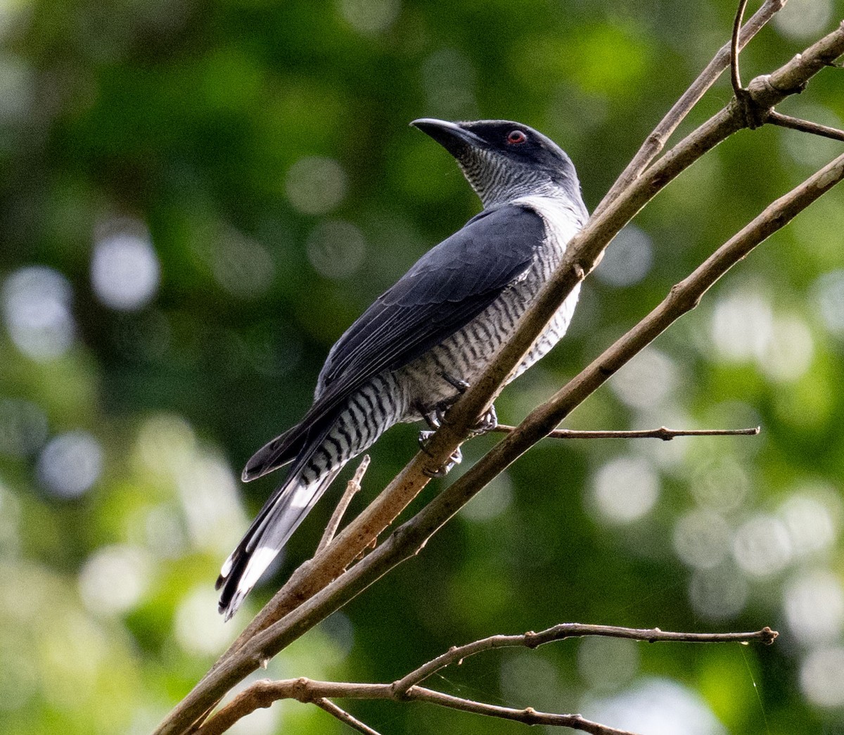 Andaman Cuckooshrike - ML639530208