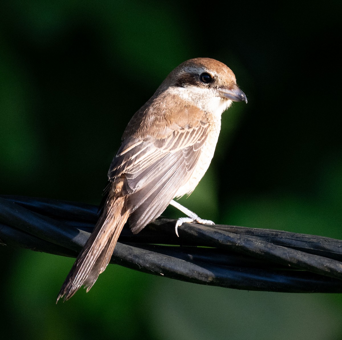 Brown Shrike - ML639530231