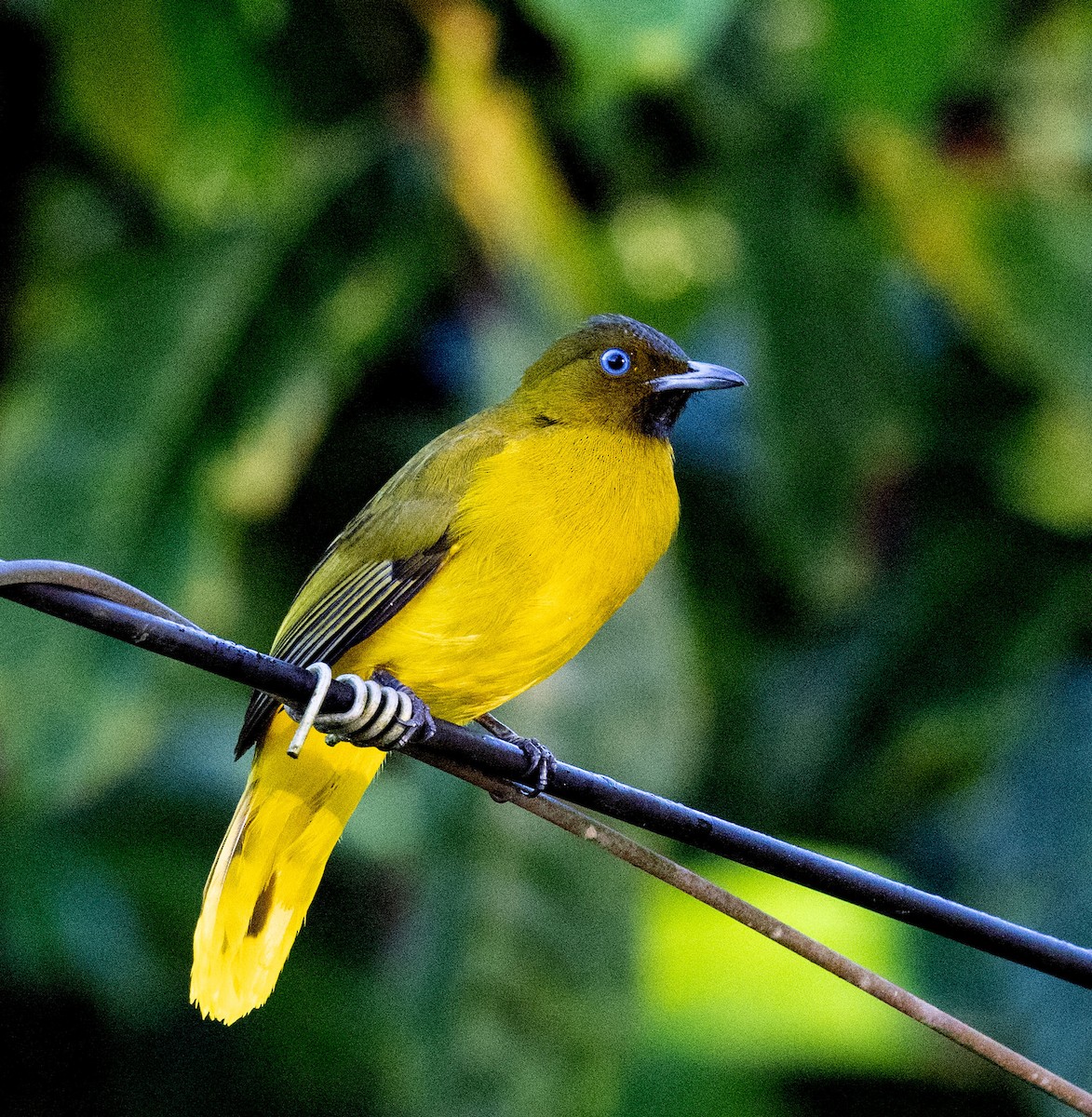 Andaman Bulbul - ML639530237