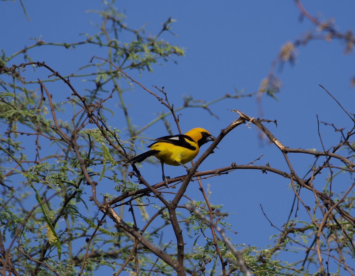 White-edged Oriole - ML639530247