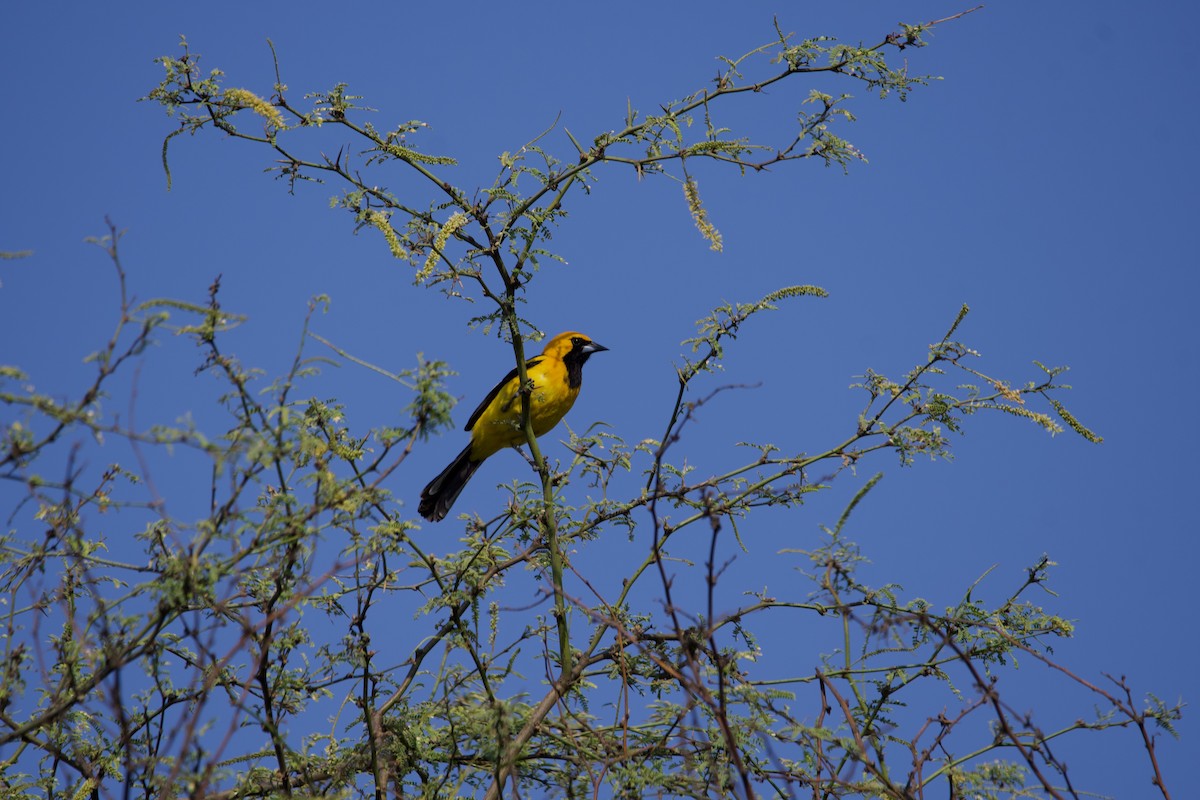 White-edged Oriole - ML639530248