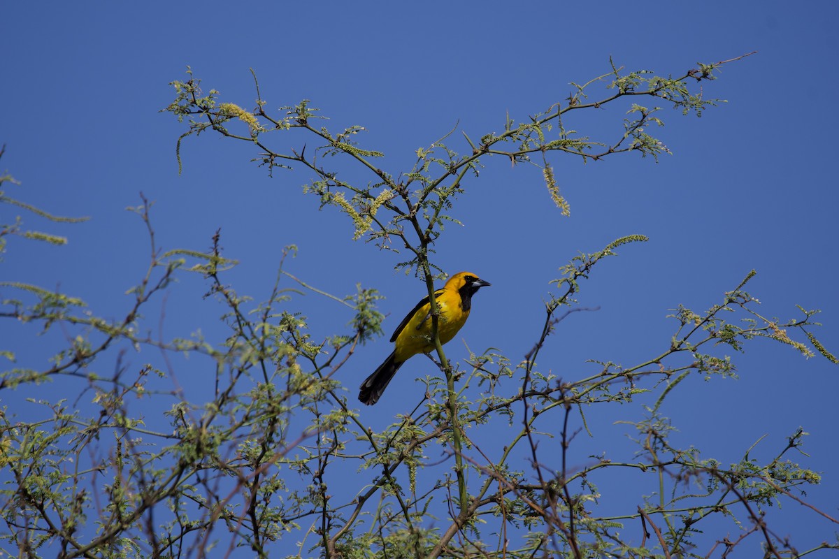 White-edged Oriole - ML639530249