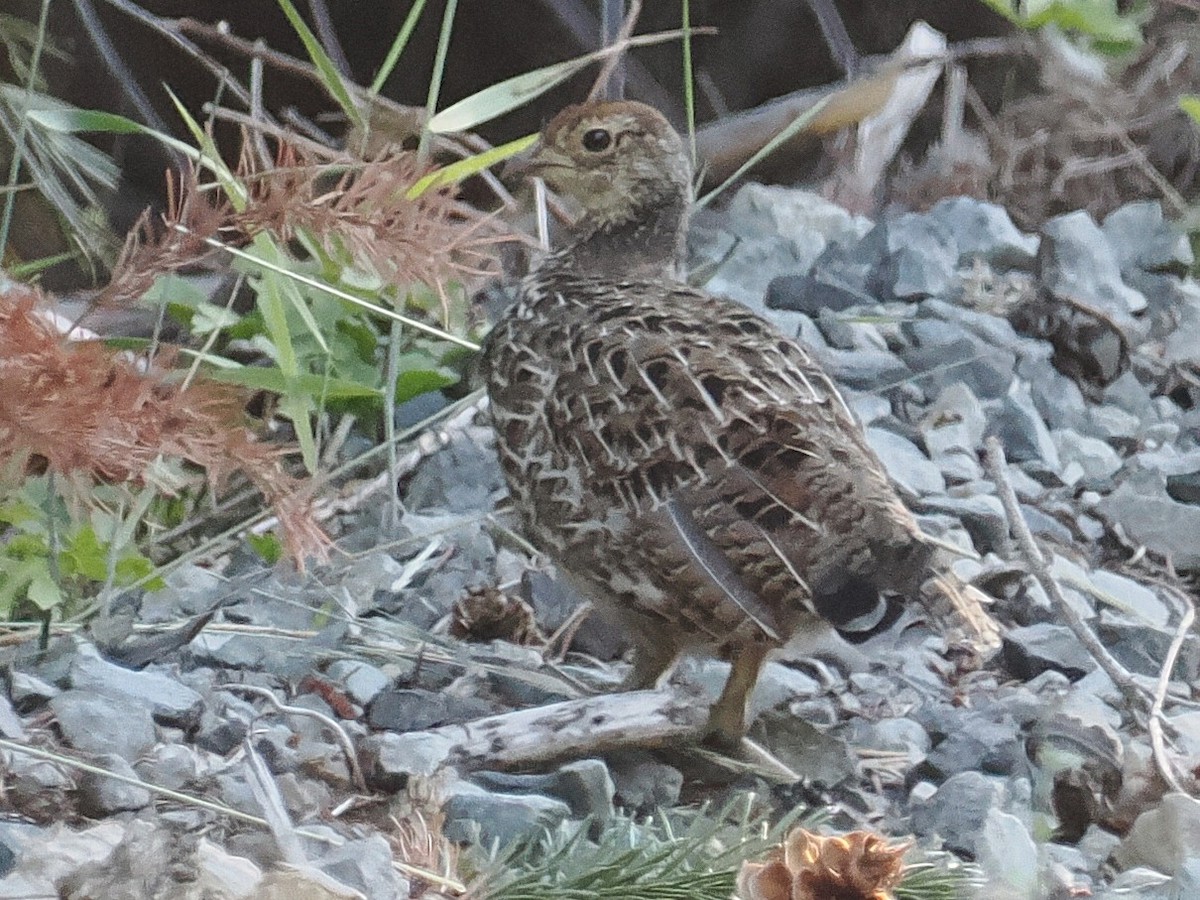 Sooty Grouse - ML639530280