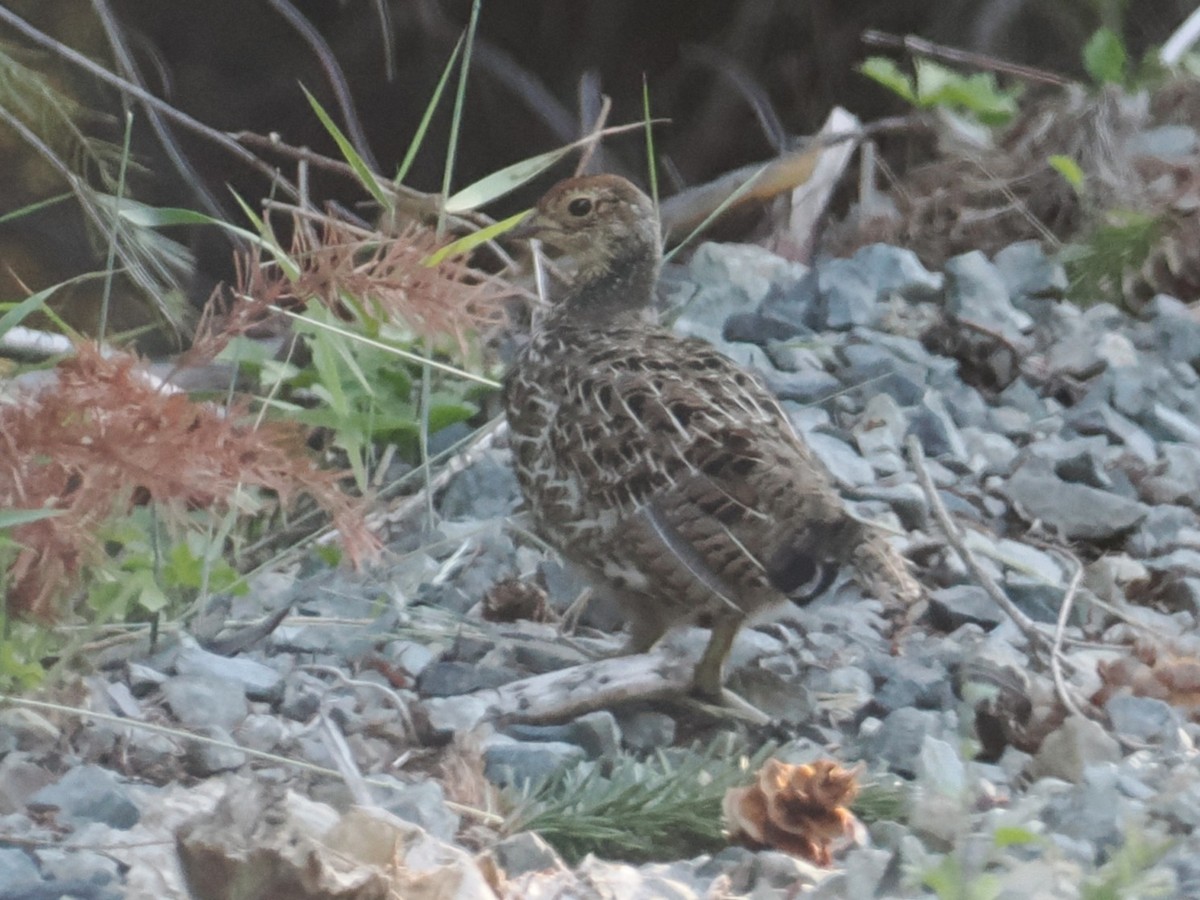 Sooty Grouse - ML639530281