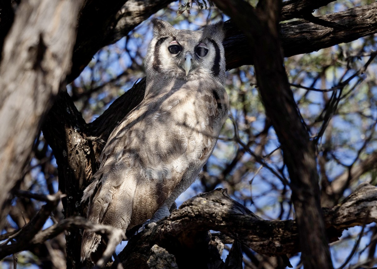 Verreaux's Eagle-Owl - ML639530513