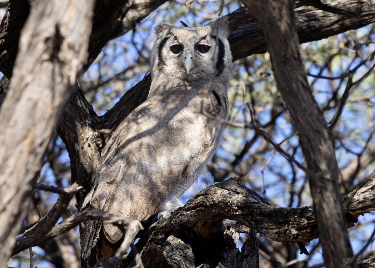 Verreaux's Eagle-Owl - ML639530546