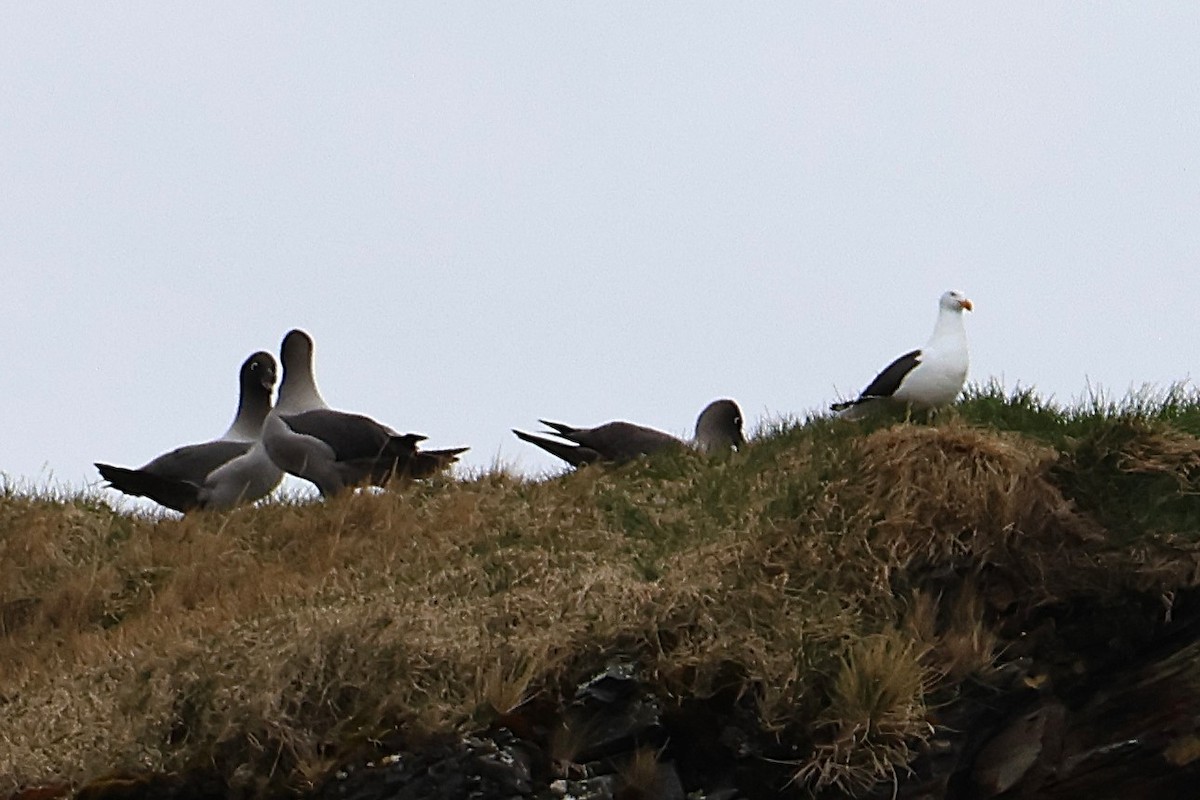 Light-mantled Albatross - ML639530554