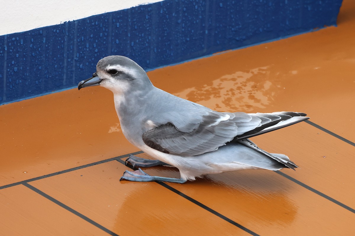 Antarctic Prion - ML639530778