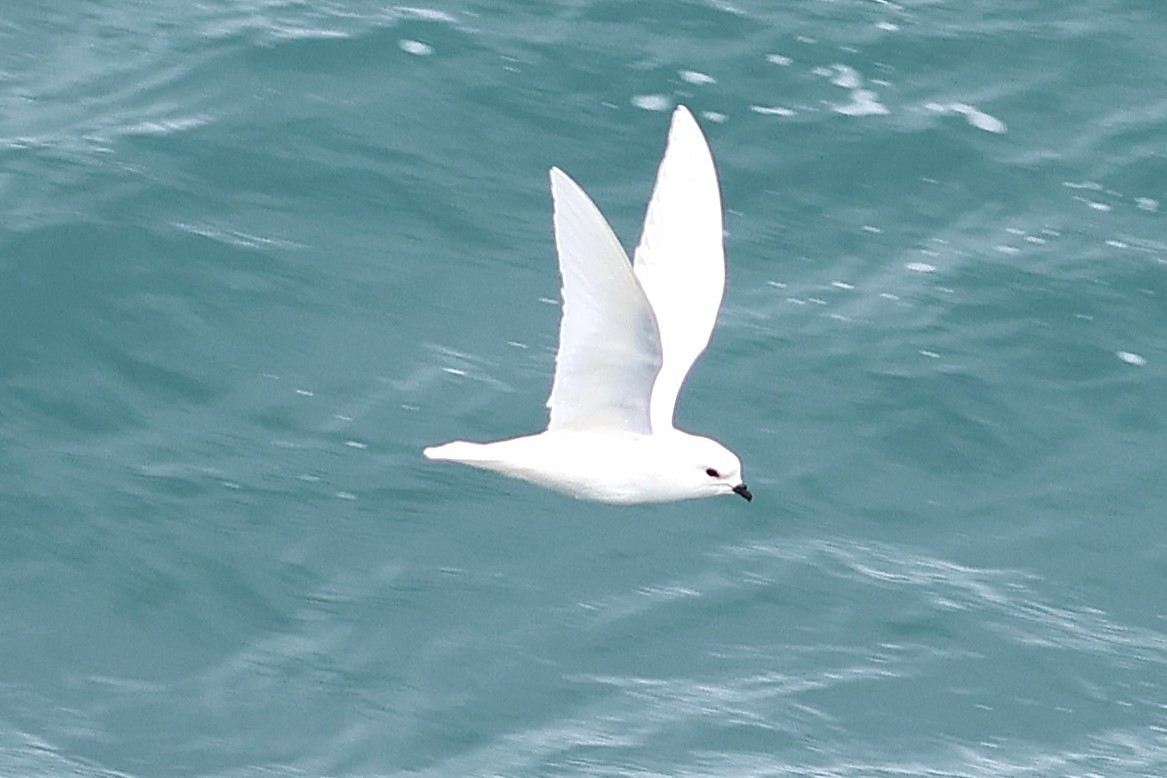 Snow Petrel - ML639530792