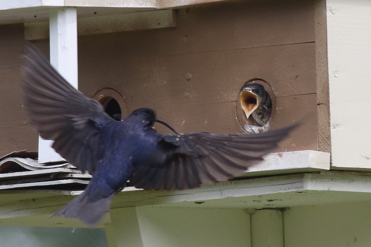 Purple Martin - Margaret Viens