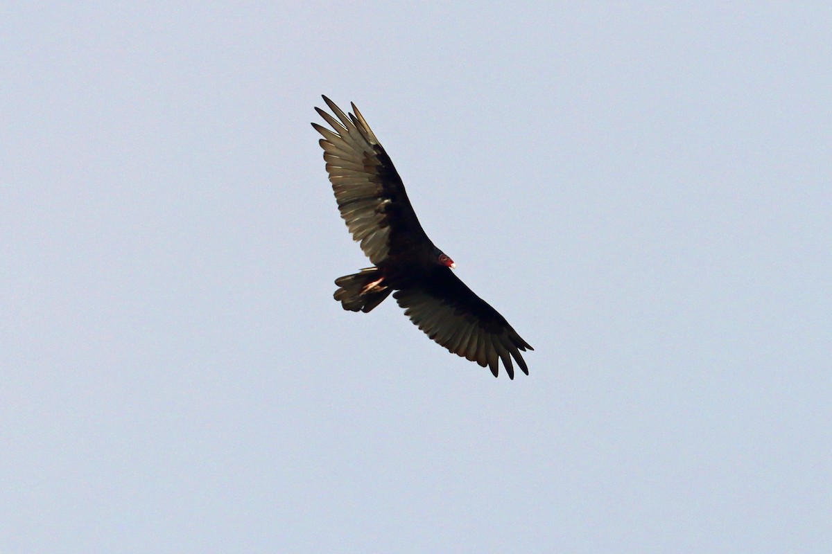 Turkey Vulture - ML639530930