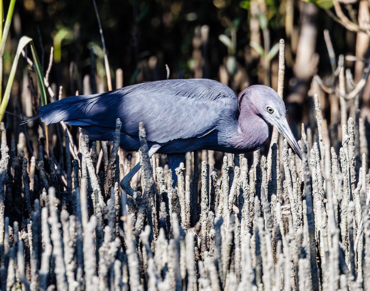 Little Blue Heron - ML639530933