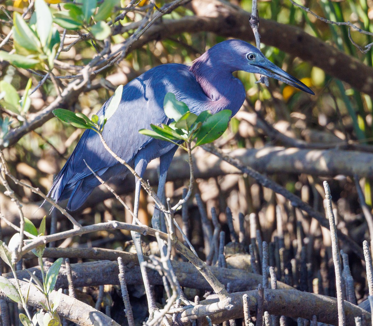 Little Blue Heron - ML639530934