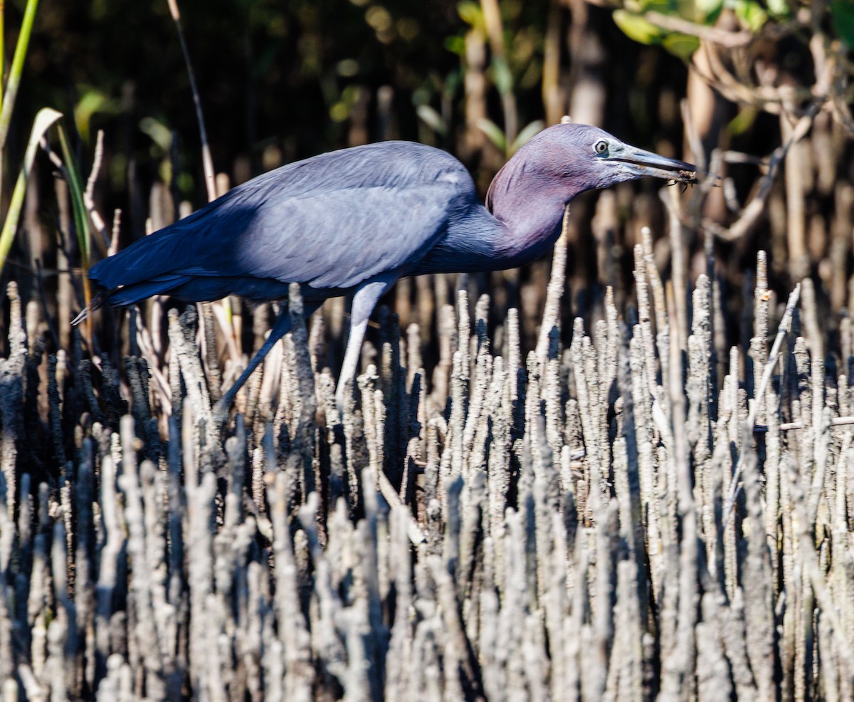 Little Blue Heron - ML639530935
