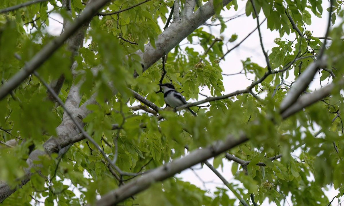 Pale Batis - ML639530986
