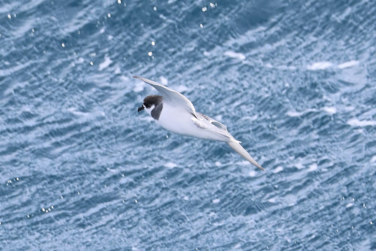 Blue Petrel - ML639531039