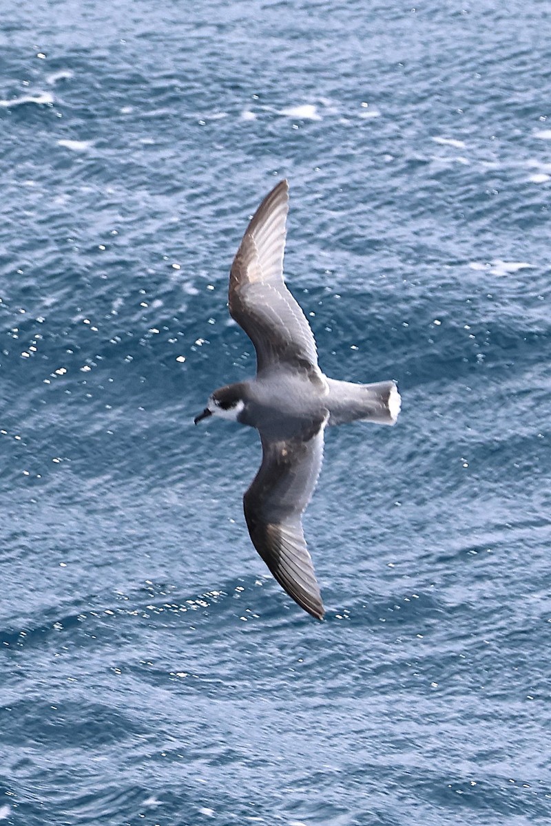 Blue Petrel - ML639531040