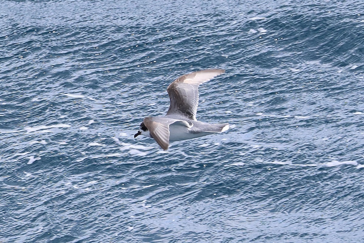 Blue Petrel - ML639531041