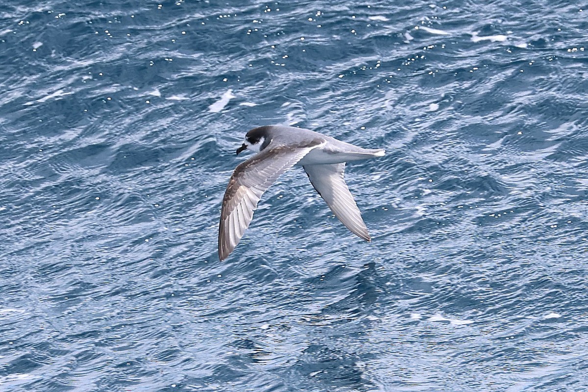 Blue Petrel - ML639531042