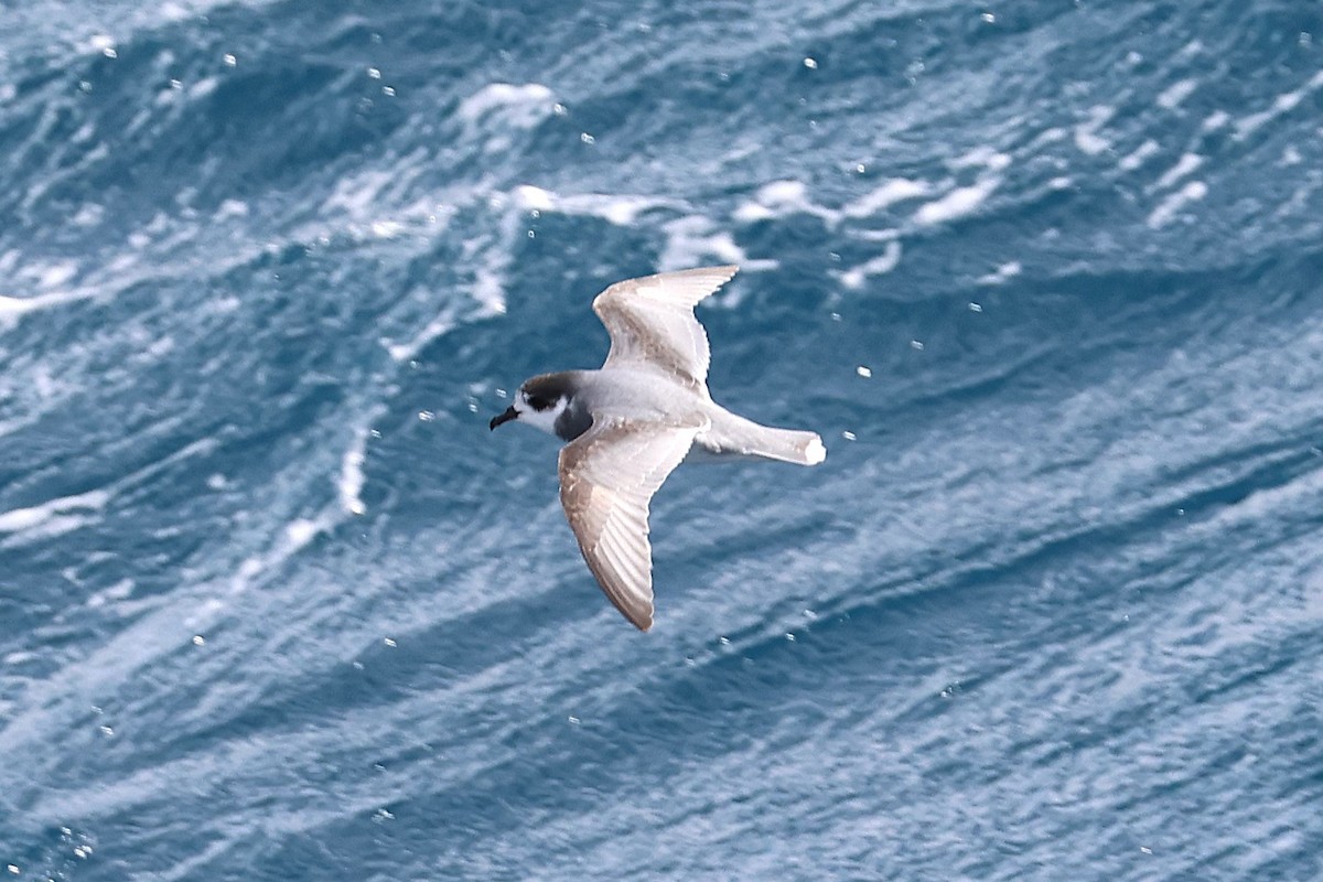 Blue Petrel - ML639531049