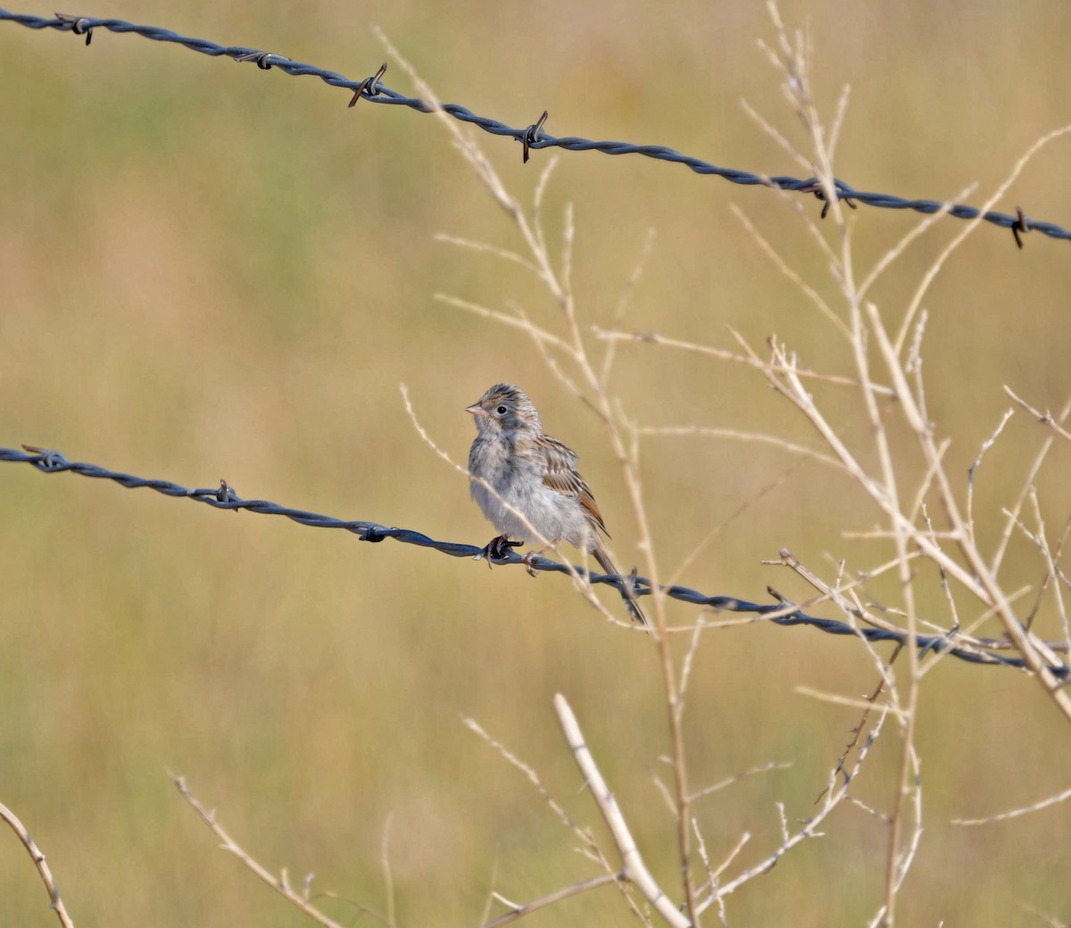 Cassin's Sparrow - ML639531085