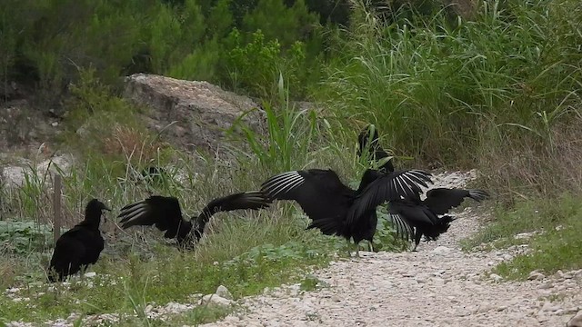 Black Vulture - ML639531089