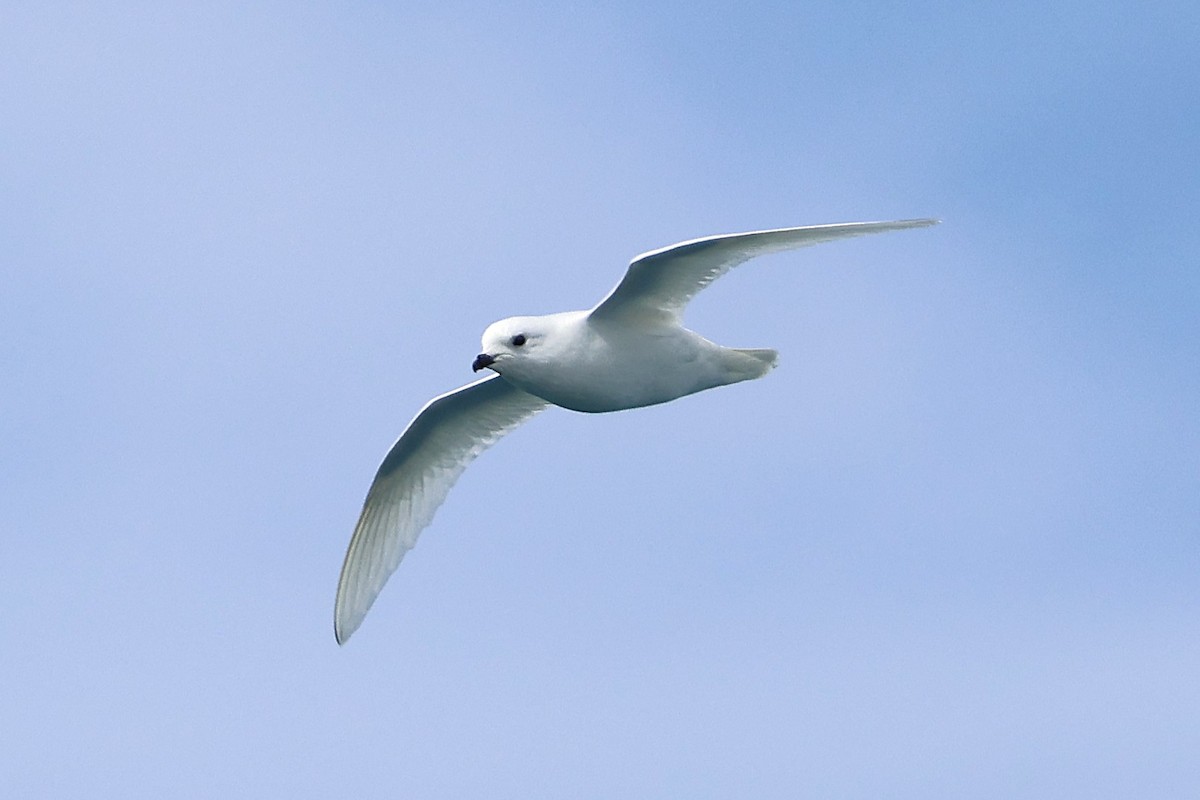 Snow Petrel - ML639531161