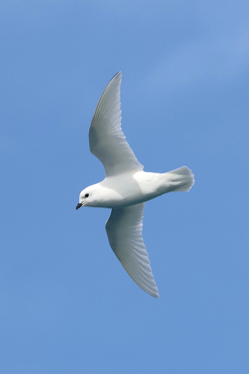 Snow Petrel - ML639531163