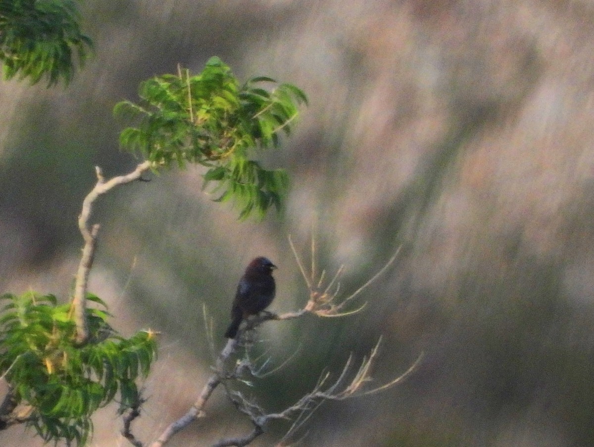 Passerin varié - ML639531243