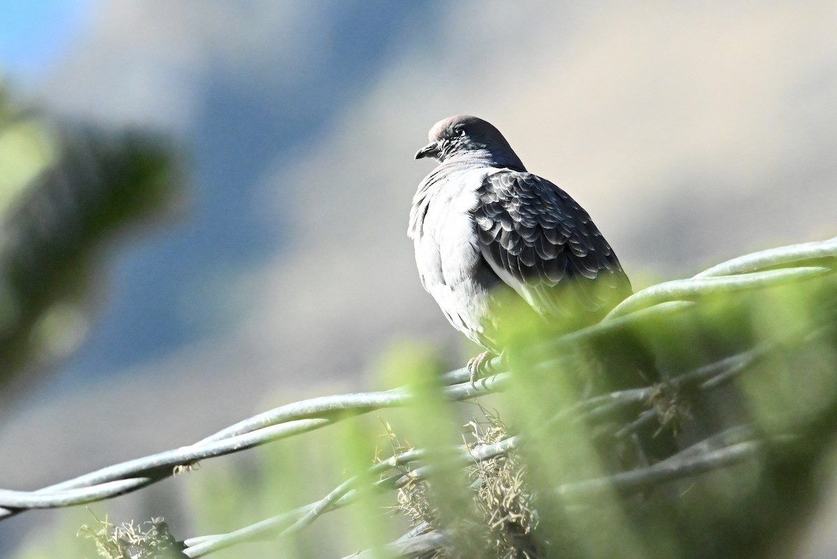 Spot-winged Pigeon - ML639531252
