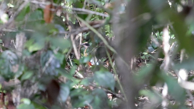 African Pitta - ML639531255