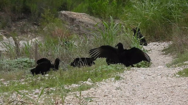 Black Vulture - ML639531257