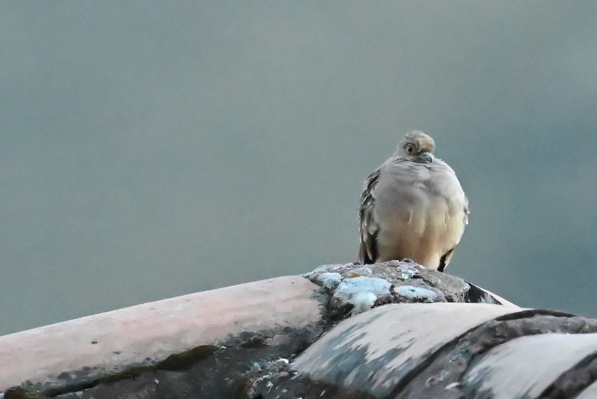 Bare-faced Ground Dove - ML639531259
