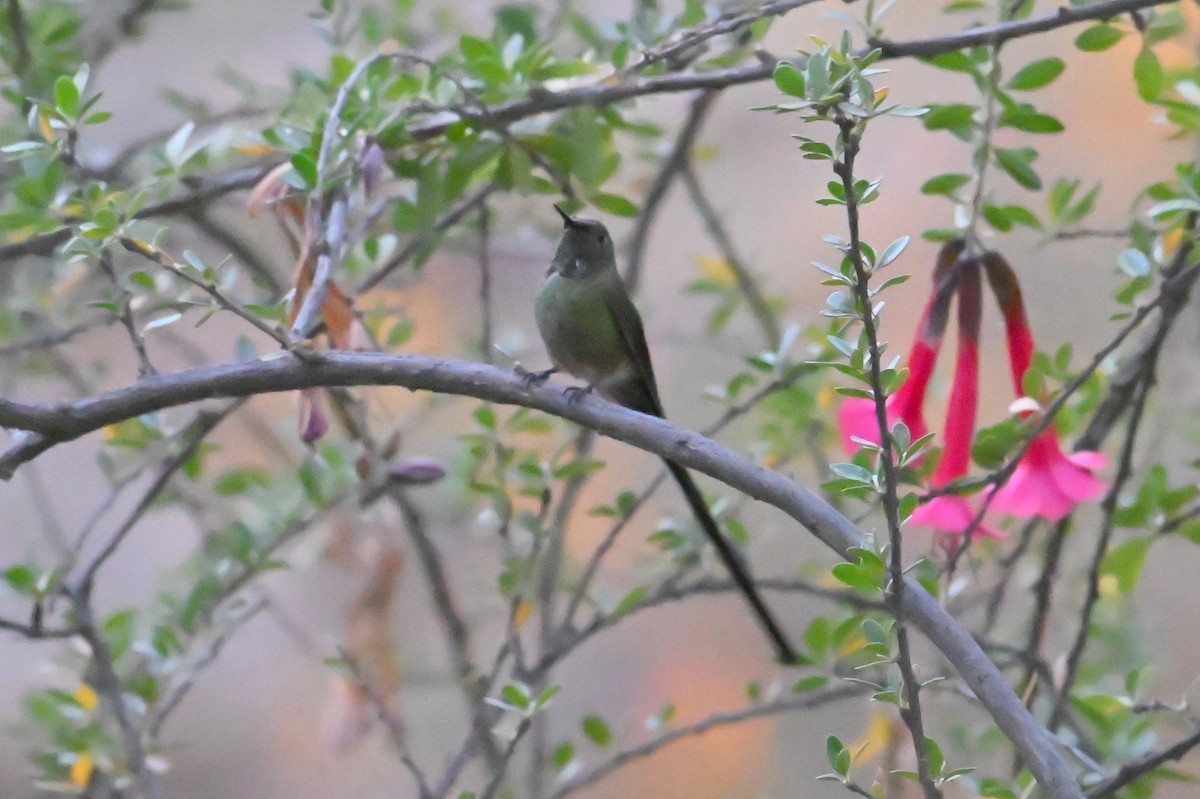Black-tailed Trainbearer - ML639531270
